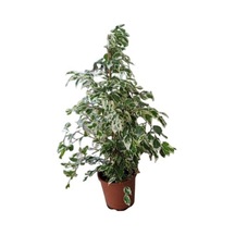 Benjamin Bitkisi 105 Cm Benjamin Ficus Starlight Ev Bitkisi Ofis Bitkisi Salon Bitkisi