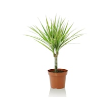 Serada Decor Plant Madagaskar Ağacı Tek Gövdeli