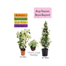 Kokulu Arap Yasemini+beyaz Begonvil+mezem Çiçeği 3'lü Bahçe Seti