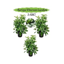 Kartopu Viburnum Lucidum 3 Adet 80-100 Cm Saksılı Dış Mekan Bahçe Peyzaj Çit Bitkisi