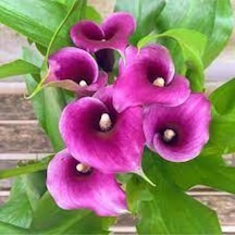 20 Adet Tohum Organik Mor Calla Lily Çiçek Tohumu Afrika Çöl Çiçeği Calla Lily Sürpriz Hediye Tohum