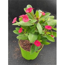 Videolu Kırmızı Milli Dikenler Tacı Çiçeği Fidanı 25-55 Cm Saksılı Iç Mekan Bitkileri Red Euphorbia