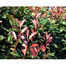 Boylu Alev Çalısı Tüplü Photinia Red Robin