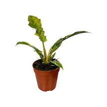 Philodendron 'Ring Of Fire' Ø12 CM Y20-25 CM