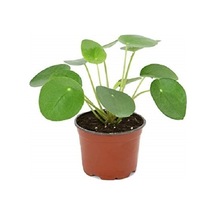 Hbcv00005ntn3v Pilea Çin Para Çiçeği 10-20 Cm