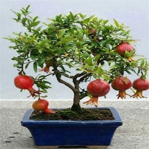 Bodur Bonsai Nar Ağacı Tohumu Nar Ağacı Tohumu 5 Tohum+ Toh