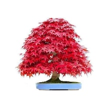 Nadir Ithal Bodur Red Maple Bonzai Ağacı Tohumu 5 Tohum Bonsai Tohumu
