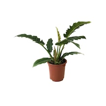 Philodendron 'Narrow Escape' Ø19 CM Y45-50 CM