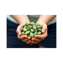 10 Adet Cüce Cucamelon Tohumu, Salatalık Yetiştirimi İçin