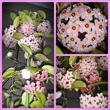 Mum Çiçeği Hoya Carnosa Fidesi 16 Cm Lik Sası