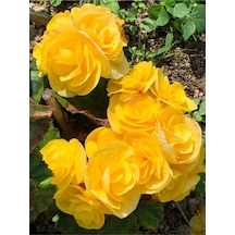 Londra Sarı 1 Adet Gül Fidanı Saksılı 50-70cm Yellow Rose