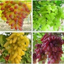 4 Farklı Çeşit Üzüm Tohumu 8 Tohum + Srüpzi Tohum