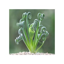 Dashing Look Albuca Spiralis Sukulent Tohumu Th-9154684654844
