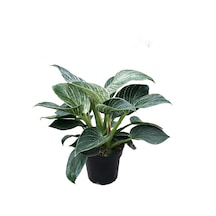 Philodendron 'Birkin' Ø14 CM Y25-30 CM