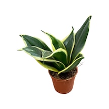 Sansevieria 'yellow Stripe' Paşa Kılıcı Ø5,5 Cm H0-10 Cm