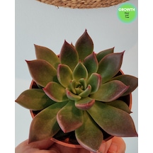 Echeveria Agavoides Antares 1 Adet