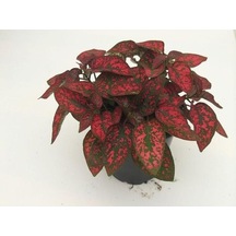 Hostes Çiçeği Fidanı Kırmızı 10-20 Cm