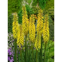 Soğuklara Dayanıklı Kniphofia Sunningdale Yellow Fener Meşale Çiçeği Zambağı Soğanı 1 Adet