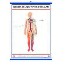 İnsanda Dolaşım ve Yapı Organları
