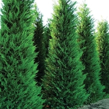 Leylandi Melez Servi Cupressus Leylandii 100-150 Cm Boyunda