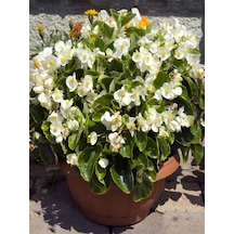 Videolu Beyaz Begonya Çiçeği 1 Adet Saksılı 20-40cm Bahçe Salon Teras Bitkisi White Bogonia