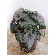 Serada Decor Plant Begonya Rex Yaprak Güzeli