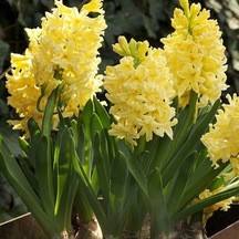 Yellow Stone Sarı Sümbül Hyacinthus Soğanı 3 Adet