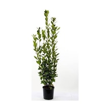 Saksıda Laurus Nobilis Defne Fidanı 20-30 Cm