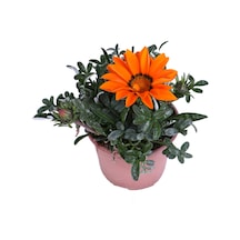 Gazanya Çiçeği Koyun Gözü Saksı'da Gazania