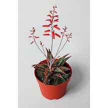 Aloe Christmas Carol Sukulent Renkli Yapraklı Koleksiyon Aloe