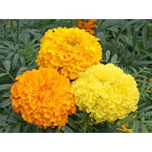 10 Adet Heirloom African Crackerjack Marigold Tohumu
