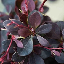 Berberis Fidanı Kadın Hanı Tuzluğu Berberis Thunbergi Attro