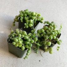 3 Adet İnci Tanesi Senecio Rowleyanus Tespih Çiçeği 5,5 Cm Sukulent Saksısında