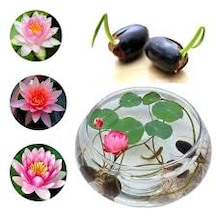 10 Adet Tohum Nadir Bulunan Kutsal Karışık Lotus Su Çiçeği Tohum