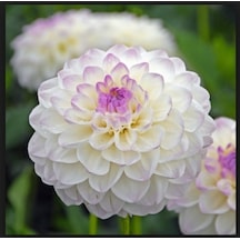 Beyaz Dahlia Çiçeği Tohumu 30+ Tohum N112336