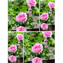 Videolu Yediveren Açık Pembe Kokulu 30 60 Cm 2 Adet Aşılı Gül Pink Rose