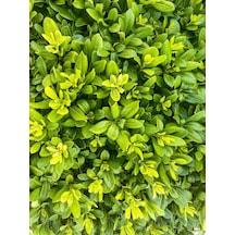 Videolu Pitos Bodur Yıldız Çalısı Fidanı 1 Adet Saksılı/ Tüplü 15-30cm Pittosporum Tobira
