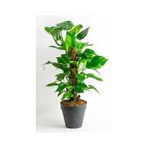 Poliwork 20 Cm Manolya Mix Saksı – Antrasit