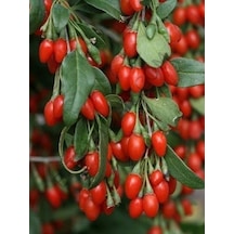 Bitkifidan 2 Yaş Goji Berry Kurt Üzümü