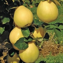 Tüplü Aşılı Limon Ayva  Fidanı
