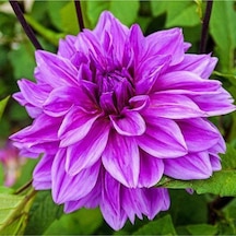 Dev Yıldız Çiçeği Yıldız Soğanı Dahlia Lilac Time Soğanı 1 Adet Boy 120 Cm - ADAFDN0063