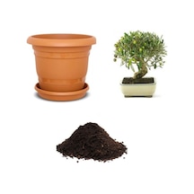 Ithal Zeytin Bonzai Ağacı Tohumu Ekim Seti