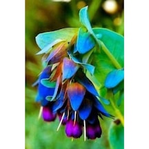 10 Adet Cerinthe Major, Pride Of Gibraltar, Honeywort Tohumu