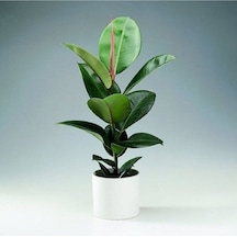 Serada Decor Plant Kauçuk Bitkisi Tek Gövde 60 70cm