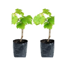 Videolu Tatlı Pembe Üzüm 2 Adet Saksılı/ Tüplü 30-50cm Dış Mekan Bitkisi Red Grapes