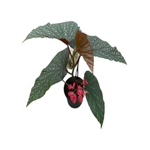 Videolu Çilli Begonya 1 Adet Saksılı 20-40cm Iç Mekan Salon Bitkisi Begonia Corallina