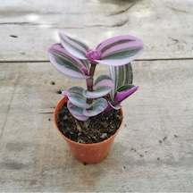 Pembe Telgraf Çiçeği Fidanı 10-20 Cm