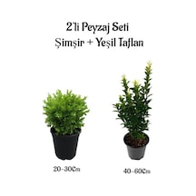 Çalı Şimşiri Fidanı+yeşil Taflan Çit Bitki Seti 2'li Bahçe Peyzaj Bitki Seti