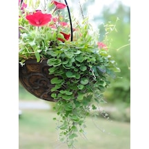 Dichondra Repens- Fare Kulağı Çiçeği 1 Adet Saksılı Bahçe-balkon Çiçeği