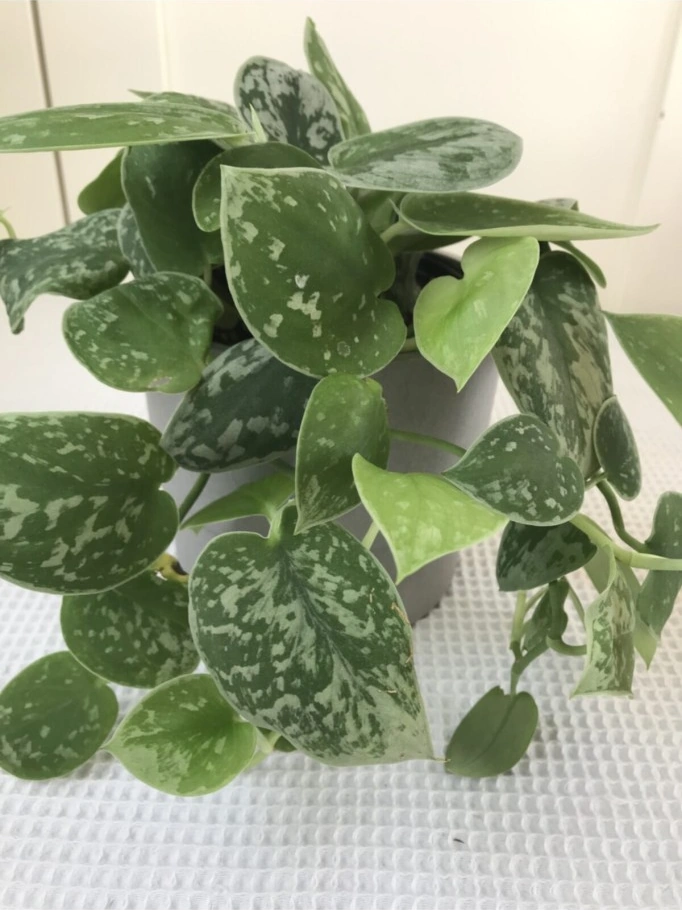 Scindapsus Pictus / Saten Potos Sarmaşığı 10-20 Cm